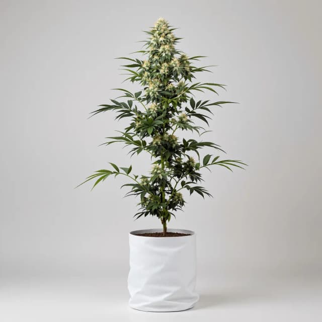 Emballage de graines de cannabis Blue Kush — Royal King Seeds France