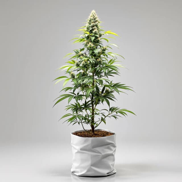 Emballage de graines de cannabis Blue Lyly — Royal King Seeds France