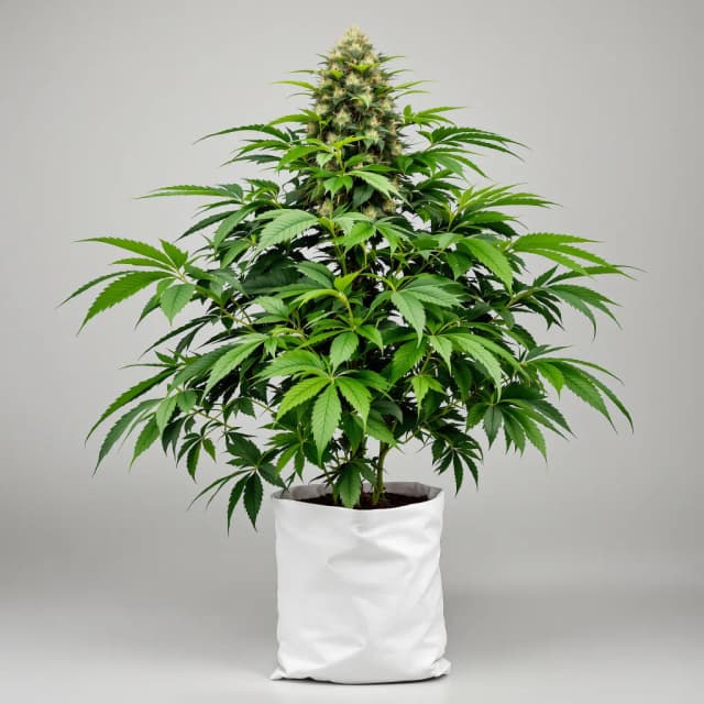 Emballage de graines de cannabis Blue Magoo — Royal King Seeds France