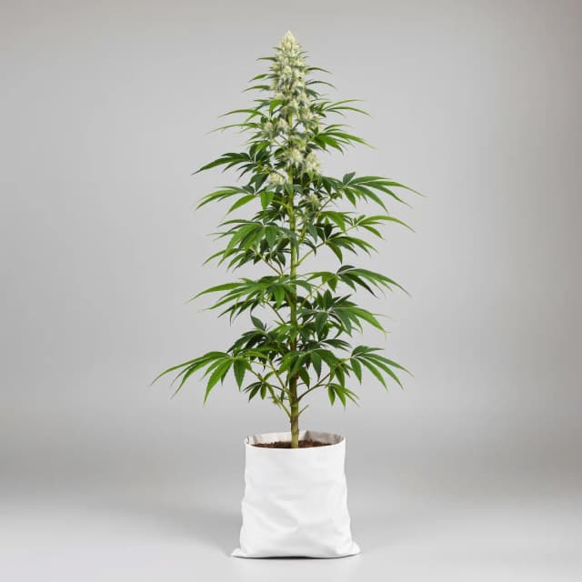 Emballage de graines de cannabis Blue Mango — Royal King Seeds France