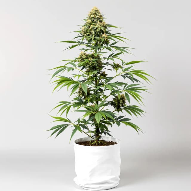 Emballage de graines de cannabis Blue Mango — Royal King Seeds France