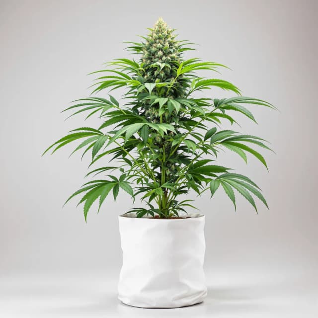 Emballage de graines de cannabis Blue Mystic — Royal King Seeds France