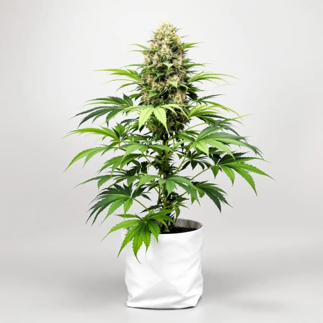 Emballage de graines de cannabis Blueberry Badazz OG — Royal King Seeds France