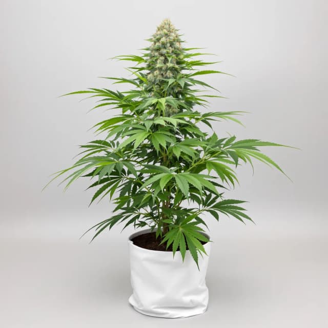 Emballage de graines de cannabis Blueberry Gusto — Royal King Seeds France