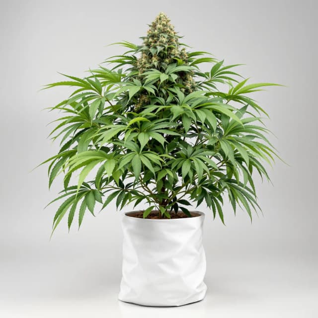 Emballage de graines de cannabis Blueberry Kush — Royal King Seeds France