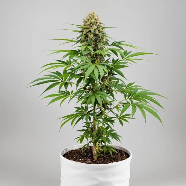 Emballage de graines de cannabis Blueberry Skunk — Royal King Seeds France