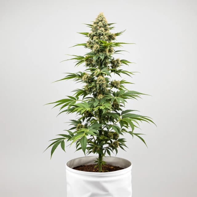 Emballage de graines de cannabis Blueberry Yum Yum — Royal King Seeds France