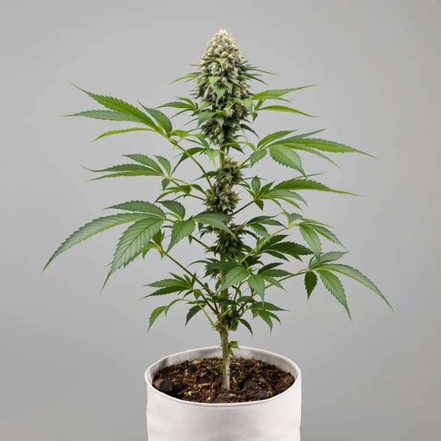 Emballage de graines de cannabis Brains Damage — Royal King Seeds France
