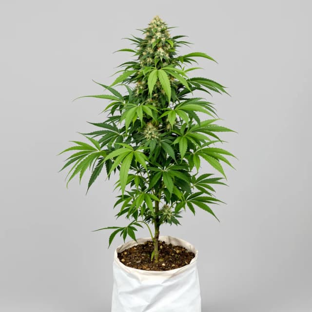 Emballage de graines de cannabis Brand X — Royal King Seeds France