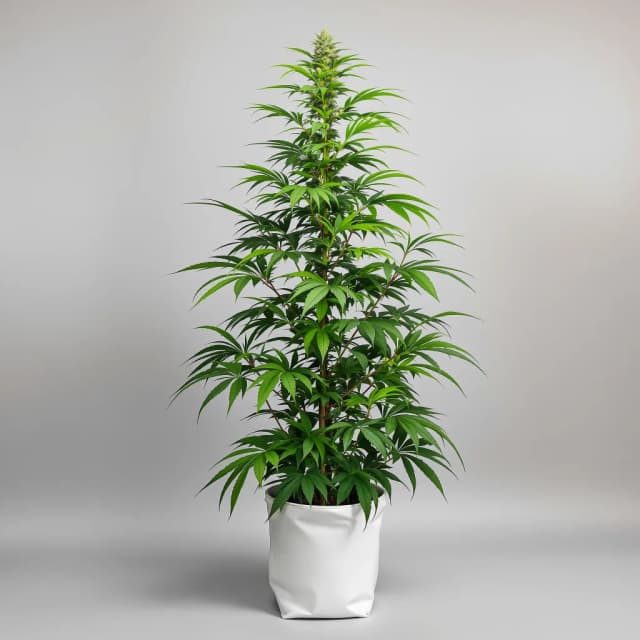 Emballage de graines de cannabis Bruce Banner #3 — Royal King Seeds France