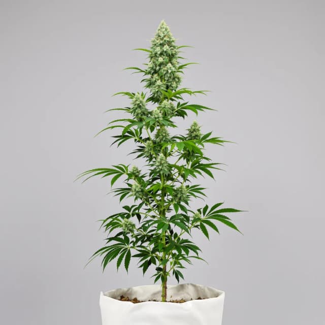 Emballage de graines de cannabis Bubba Tom Hayes — Royal King Seeds France
