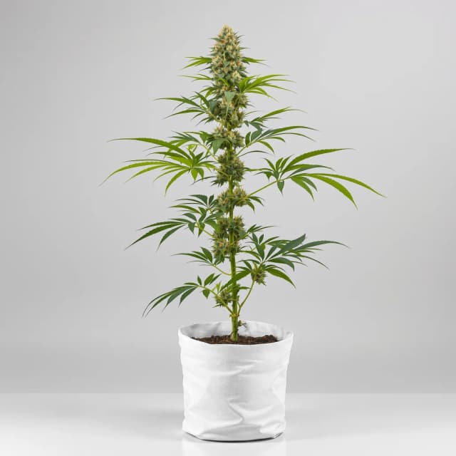 Emballage de graines de cannabis Bubbleberry — Royal King Seeds France
