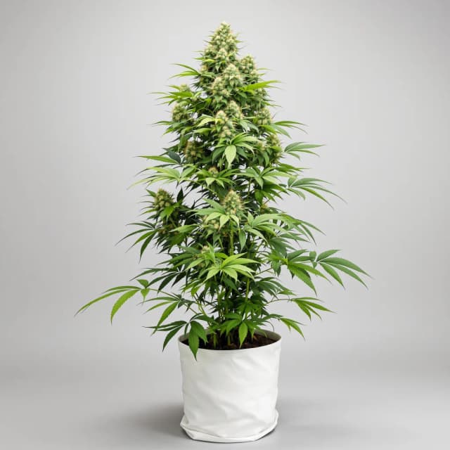 Emballage de graines de cannabis Bubblegum — Royal King Seeds France