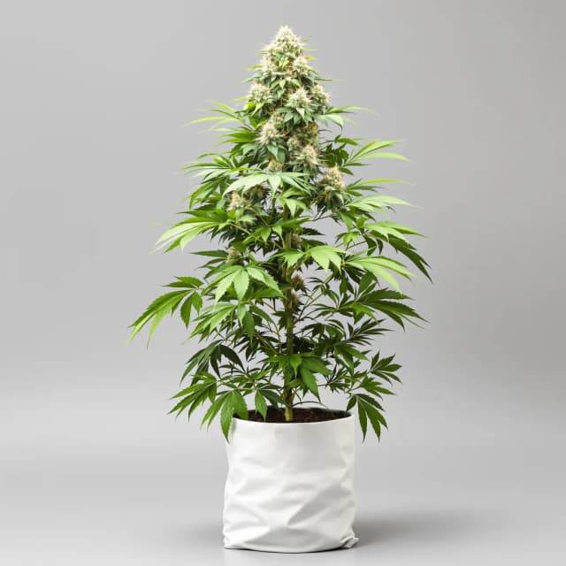 Emballage de graines de cannabis Bubblegum — Royal King Seeds France