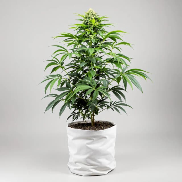Emballage de graines de cannabis Bubblegum Kush — Royal King Seeds France