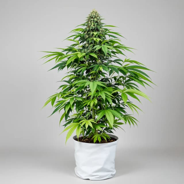 Emballage de graines de cannabis Buckeye Purple — Royal King Seeds France