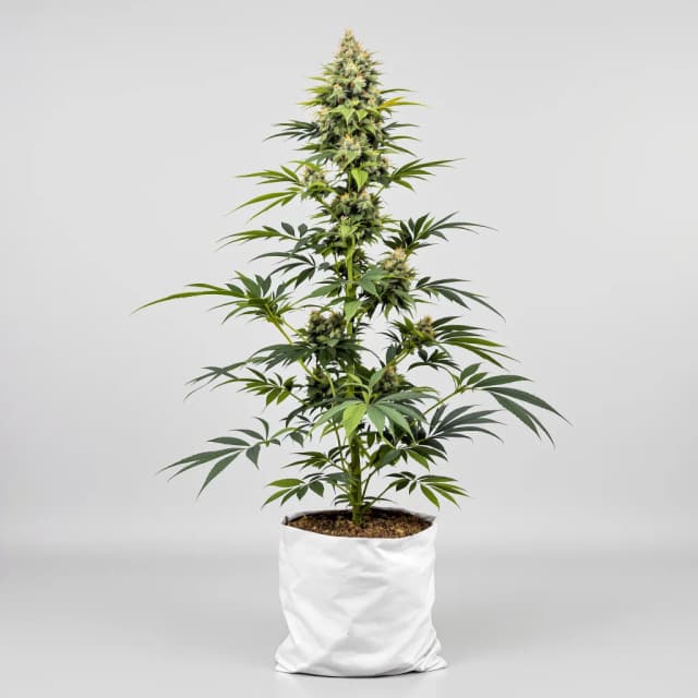 Emballage de graines de cannabis Cadillac Purple — Royal King Seeds France