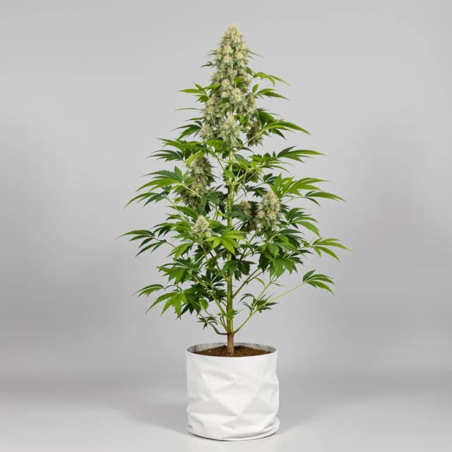Emballage de graines de cannabis Cali Jack — Royal King Seeds France