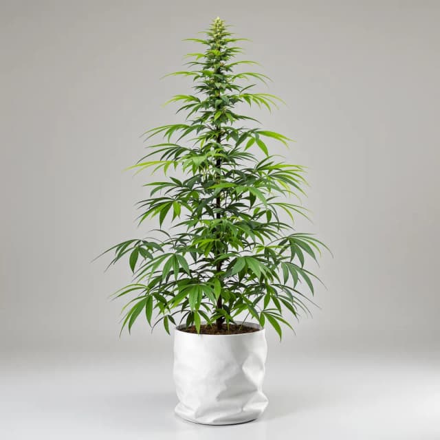 Emballage de graines de cannabis California Love — Royal King Seeds France