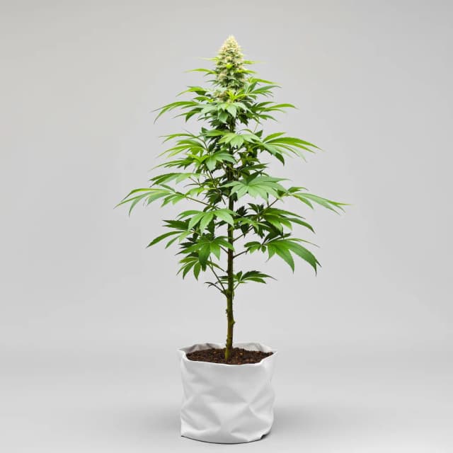 Emballage de graines de cannabis California Orange — Royal King Seeds France