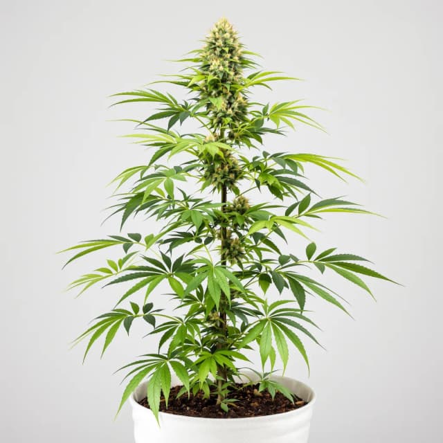 Emballage de graines de cannabis Candy Jack — Royal King Seeds France
