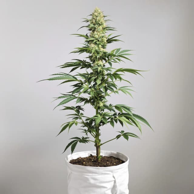 Emballage de graines de cannabis Candy Kush — Royal King Seeds France