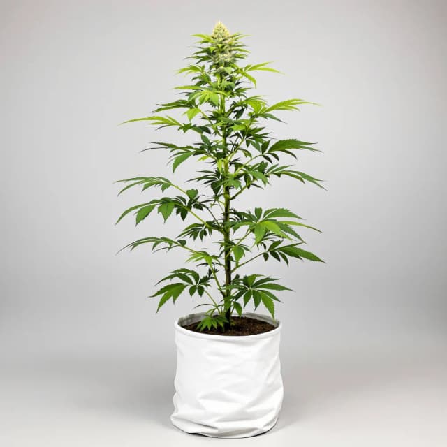Emballage de graines de cannabis Cannalope Kush — Royal King Seeds France
