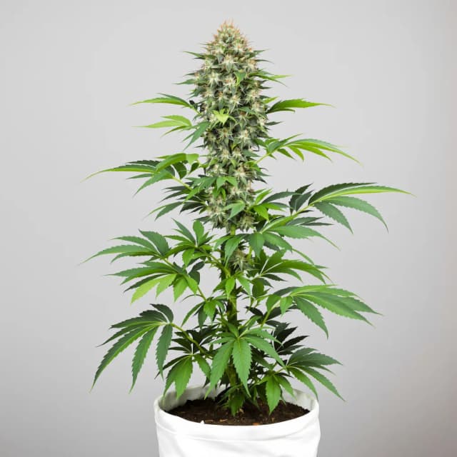 Emballage de graines de cannabis Cataract Kush — Royal King Seeds France