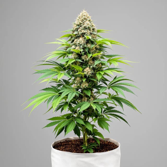 Emballage de graines de cannabis CBD 3D — Royal King Seeds France