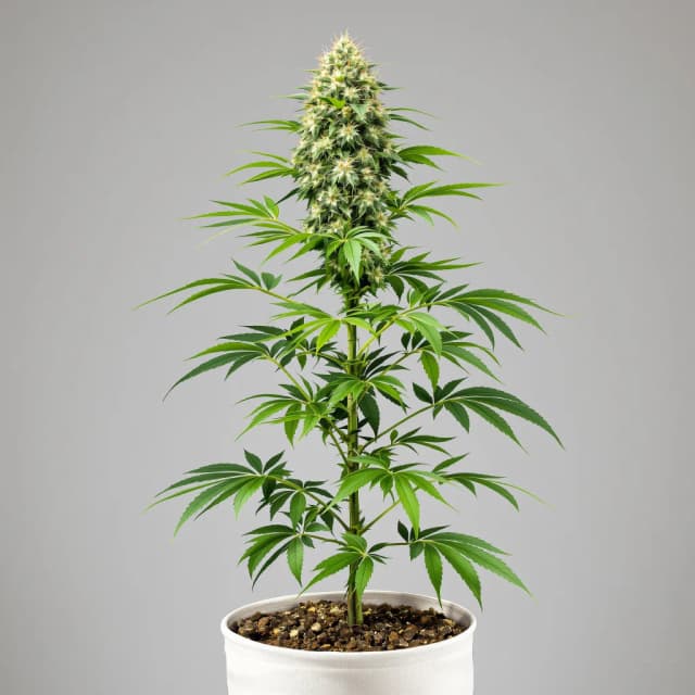 Emballage de graines de cannabis CBD ACDC — Royal King Seeds France