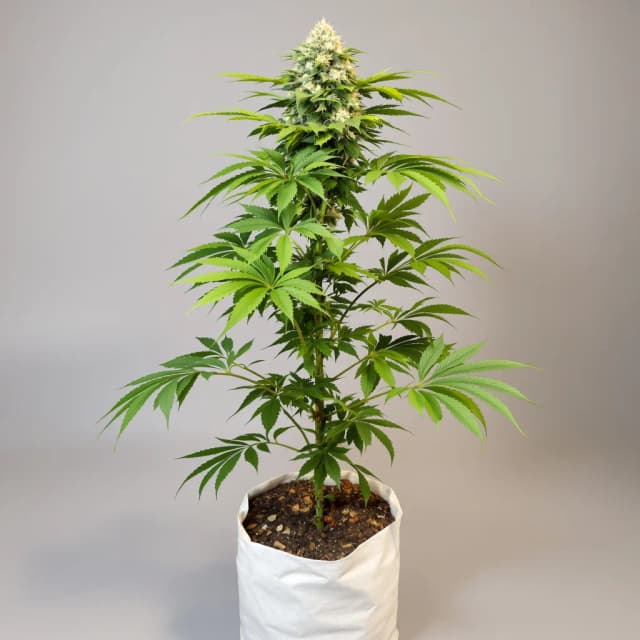 Emballage de graines de cannabis CBD Blue Shark — Royal King Seeds France