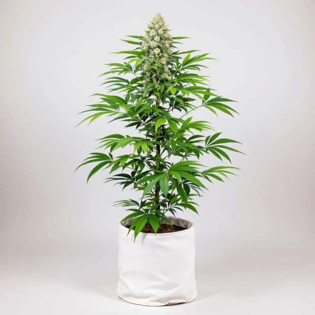 Emballage de graines de cannabis CBD Caramel — Royal King Seeds France