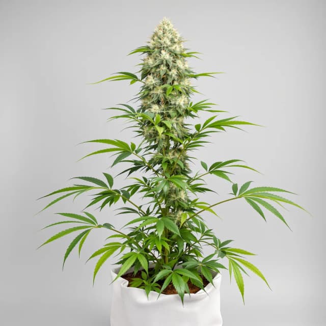 Emballage de graines de cannabis CBD Critical Cure — Royal King Seeds France