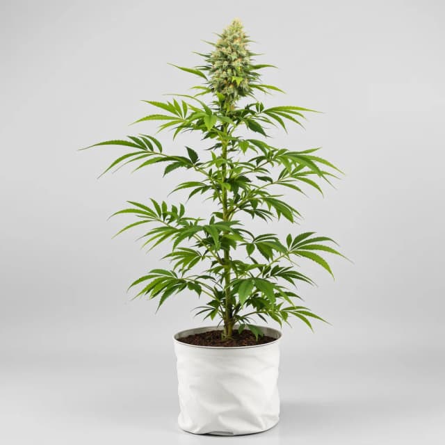 Emballage de graines de cannabis CBD Critical Mass — Royal King Seeds France