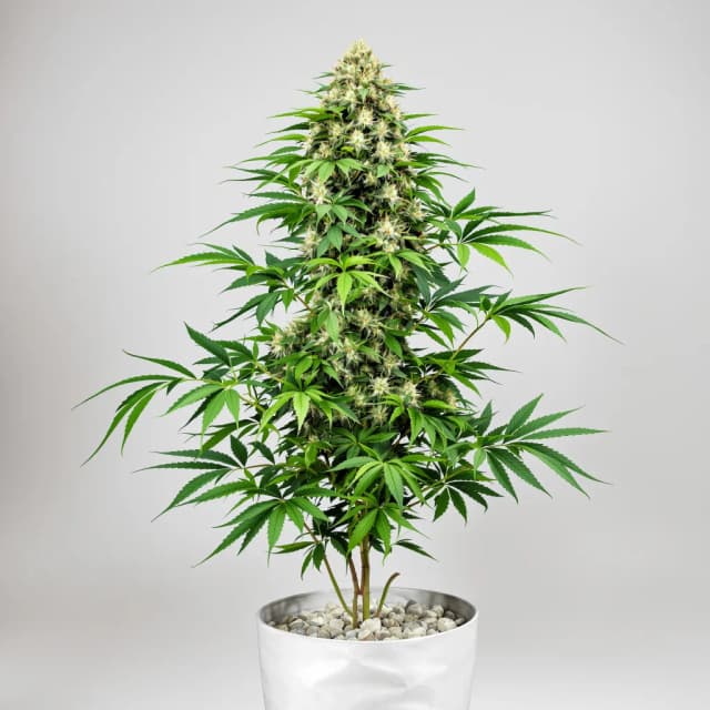 Emballage de graines de cannabis CBD Fast Eddy — Royal King Seeds France