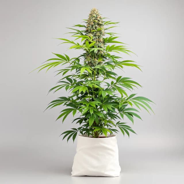 Emballage de graines de cannabis CBD Haze — Royal King Seeds France