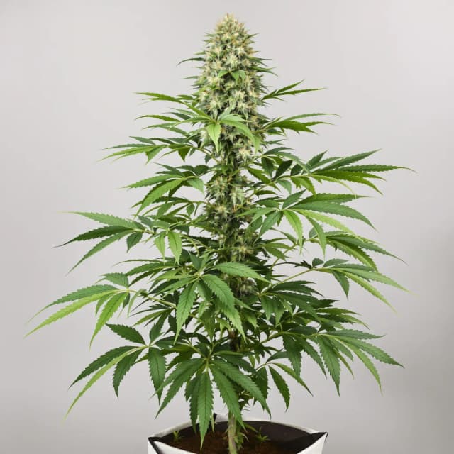 Emballage de graines de cannabis CBD Lemon Potion — Royal King Seeds France
