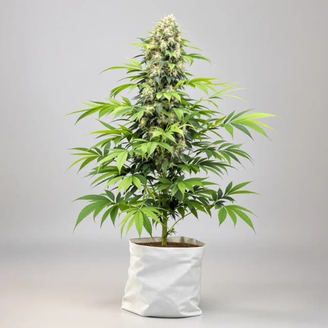 Emballage de graines de cannabis CBD Mango Haze — Royal King Seeds France