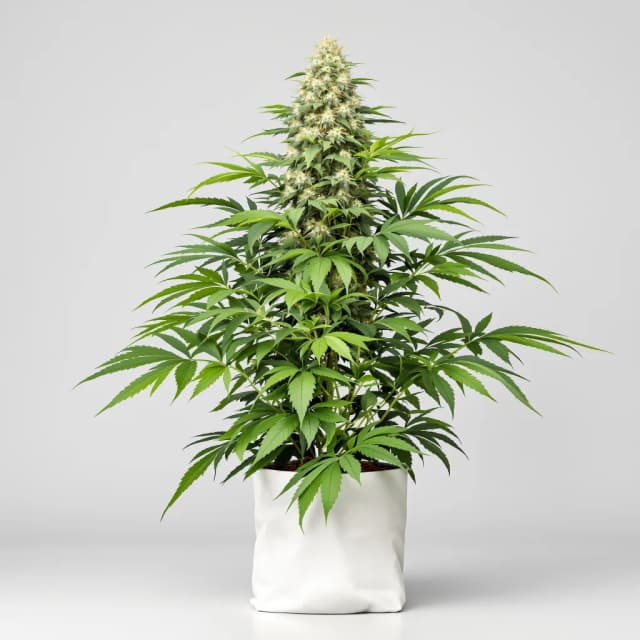 Emballage de graines de cannabis CBD MediHaze — Royal King Seeds France