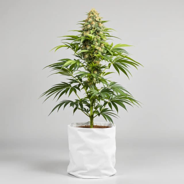 Emballage de graines de cannabis CBD OG Kush — Royal King Seeds France