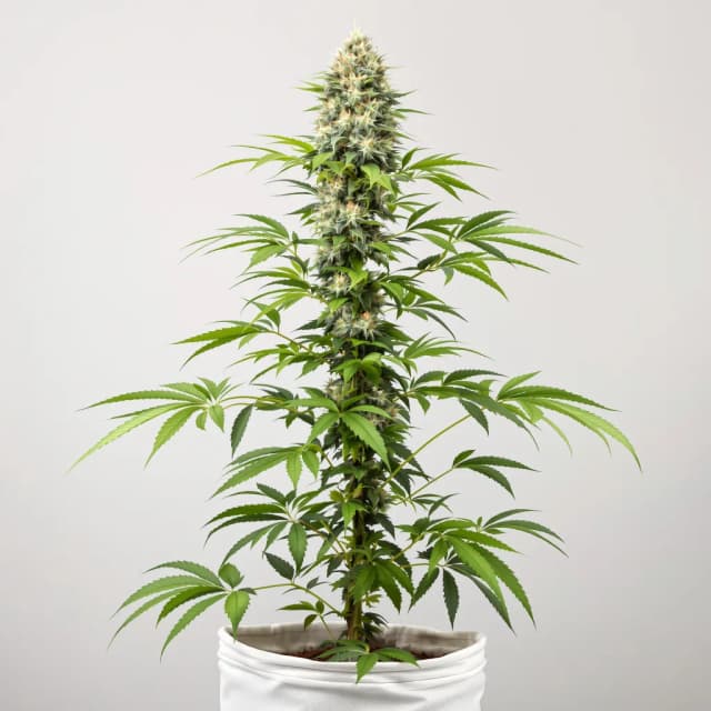 Emballage de graines de cannabis CBD Shark — Royal King Seeds France