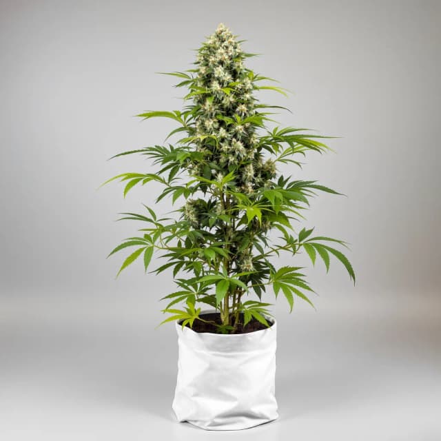 Emballage de graines de cannabis CBD Solomatic — Royal King Seeds France