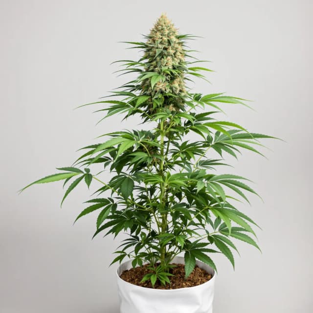 Emballage de graines de cannabis CBD Solomatic — Royal King Seeds France