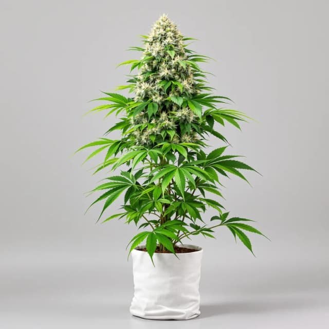 Emballage de graines de cannabis CBD Stress Killer — Royal King Seeds France