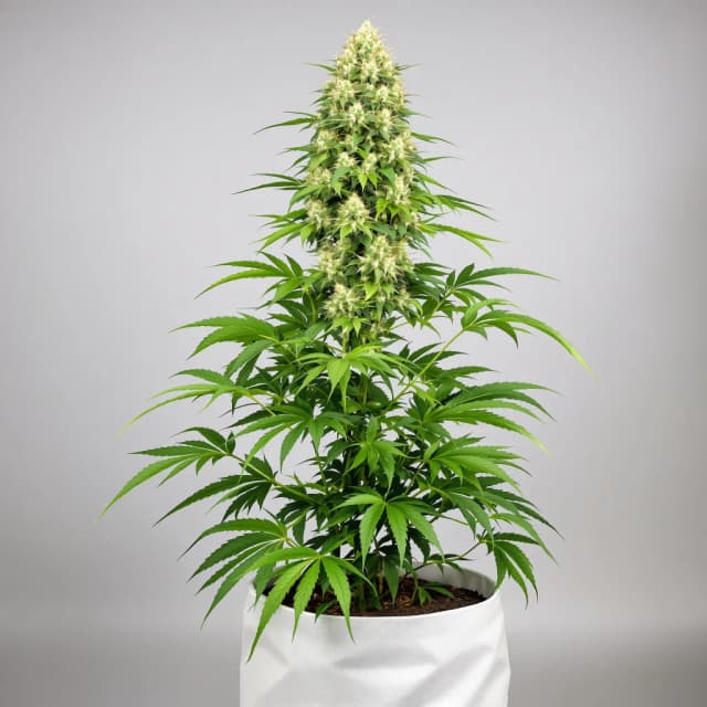Emballage de graines de cannabis CBD Therapy — Royal King Seeds France