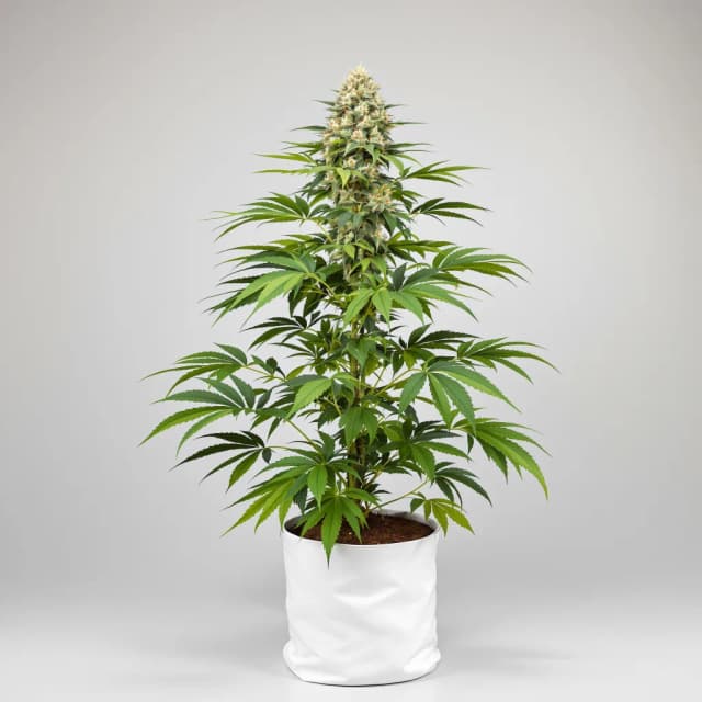 Emballage de graines de cannabis CBD Yummy — Royal King Seeds France