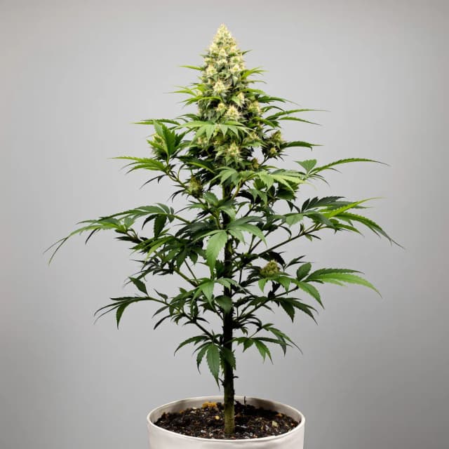 Emballage de graines de cannabis Cereal Milk — Royal King Seeds France