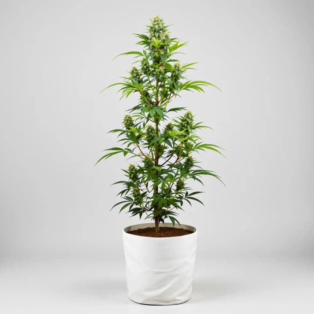 Emballage de graines de cannabis Champagne Kush — Royal King Seeds France