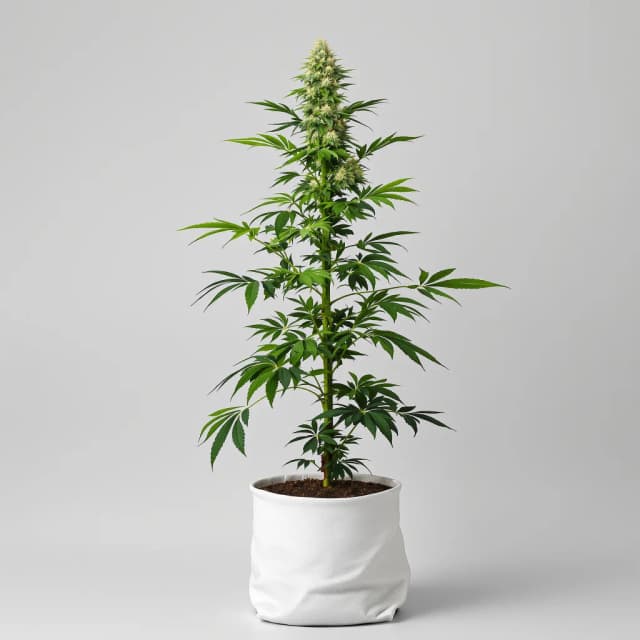 Emballage de graines de cannabis Cheese — Royal King Seeds France