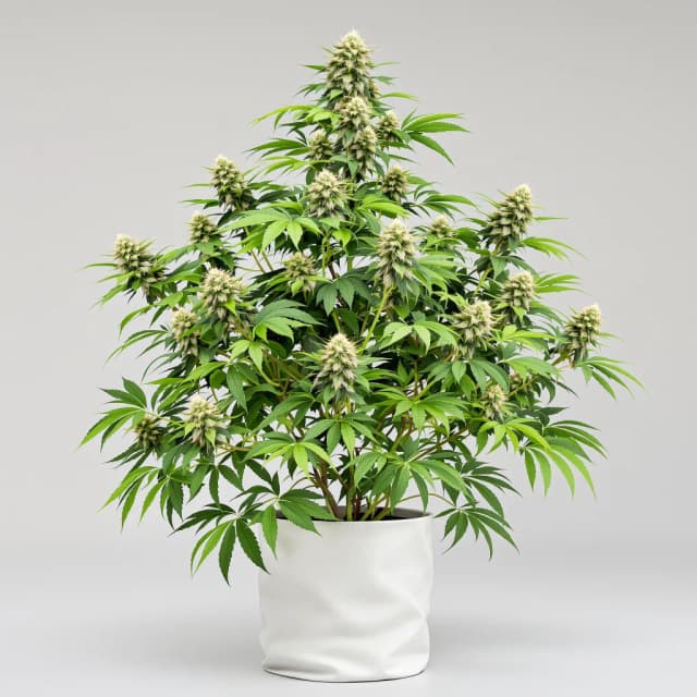 Emballage de graines de cannabis Cheeseburger — Royal King Seeds France